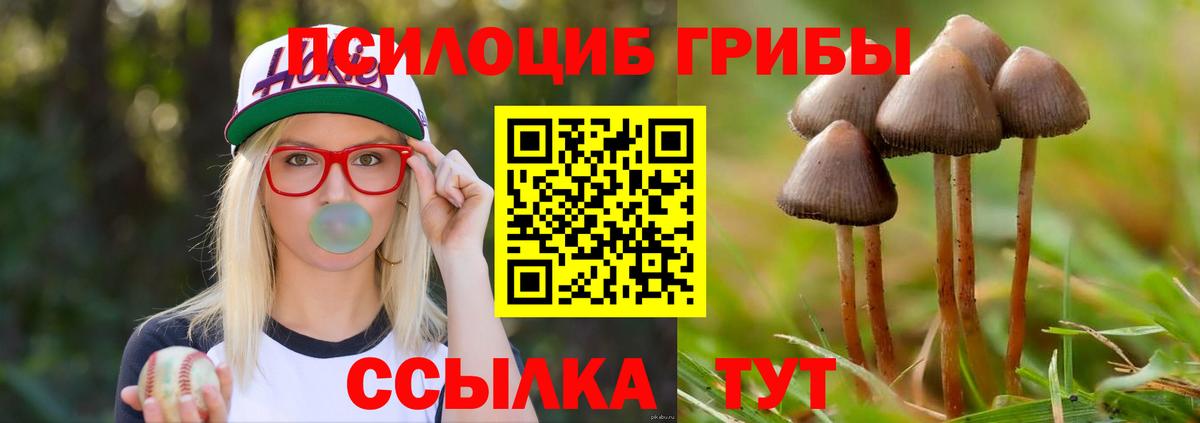 Алатырь  Галлюциногенные грибы Cubensis  Вход с VPN  Галлюциногенные грибы Cubensis 